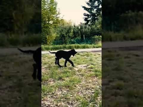 Deutsche Dogge Welpe kaufen