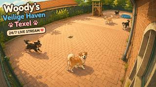 Animal spycam | Woody's Veilige Haven Texel | Honden | 24/7 Livestream | Speeltoestellen in bouw
