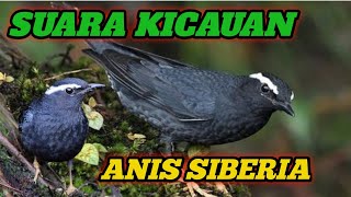 Download lagu MASTERAN BURUNG ANIS SIBERIA #burunggacor #burungkicau mp3
