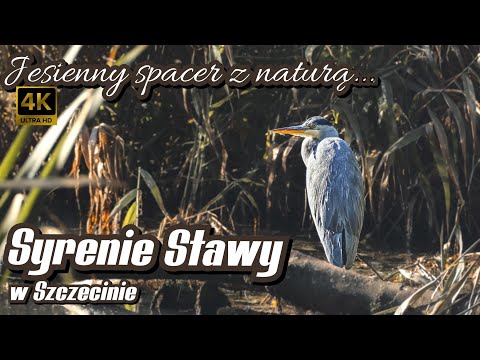 SYRENIE STAWY w Szczecinie - Jesienny spacer z naturą... #fujifilm #nature #szczecin #syreniestawy