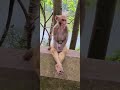 🐶 and monkey 🐒 #shorts #youtubeshorts #sorts #funnyvideo #funny 220
