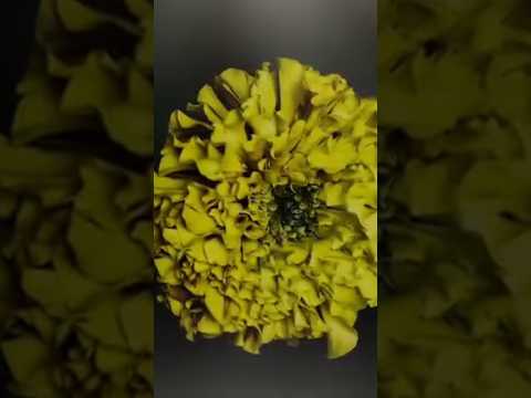 Flower Collection #flowers #nature #collection #video #shorts
