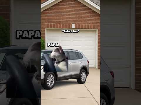 POV: Du gehst auf den Weihnachtsmarkt🎄 #katzenvideos #lustig #shorts #katzen #katze #weihnachten