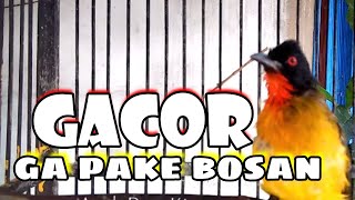 Download lagu Suara pancingan Kutilang Emas Jantan gacor Di Pagi Hari @anakdesakicau @AnakDesaKicau mp3 Download lagu Suara pancingan Kutilang Emas Jantan gacor Di Pagi Hari @anakdesakicau @AnakDesaKicau mp3