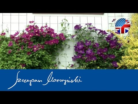 download lagu mp3 mp4 Clematis Flower, download lagu Clematis Flower gratis, unduh video klip Clematis Flower