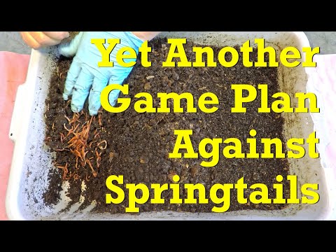 Yet another approach to springtail reduction in red worm bin - vermicompost