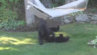 Bears Playing On A Hammock || ViralHog