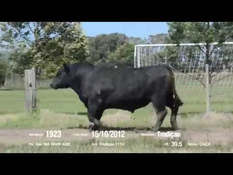 14º Remate Só Angus - Tradição. Tat.: 1923