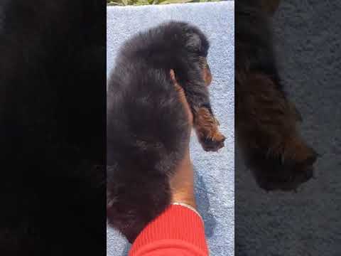 Rott male pup 98778 26958