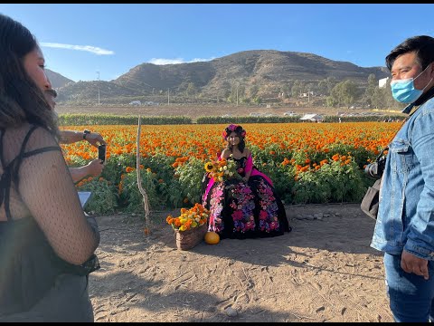 Campos de cempasúchil en Baja California se vuelven atracción - Los Angeles  Times