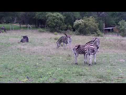 Djuma: Zebras and Wildebeests - 08:09 - 10/29/2022