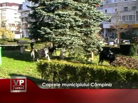 Caprele municipiului Câmpina