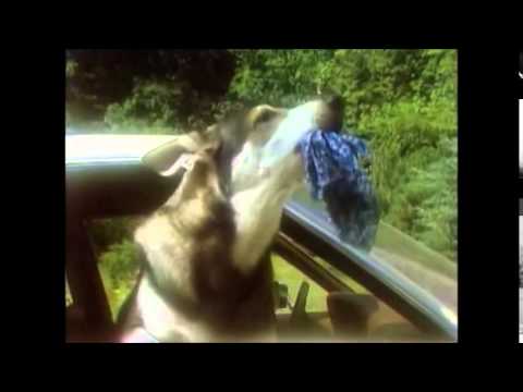 Terry Bush - Maybe tomorrow (The littlest hobo) (Music video)