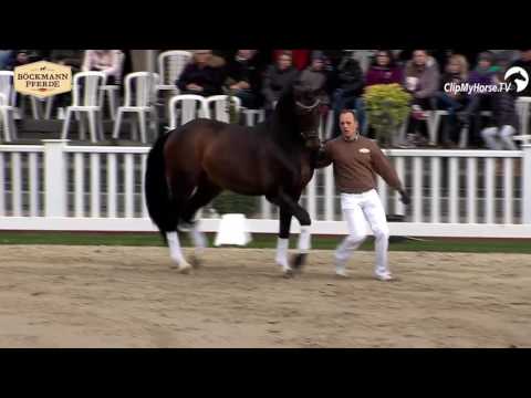 Fidertanz an der Hand (Spring Days Hengstvorführung)