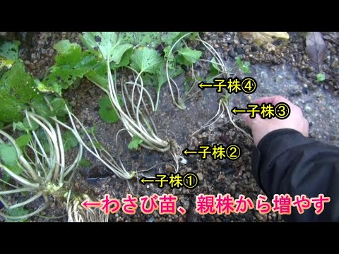 わさび 植物