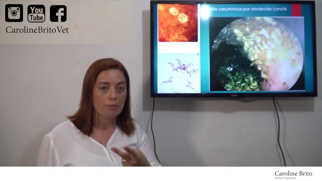 video aula 02