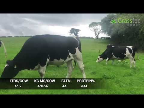 10 Br/Irish Fr In Calf Heifers - Up To €221 EBI, 480kg M/S