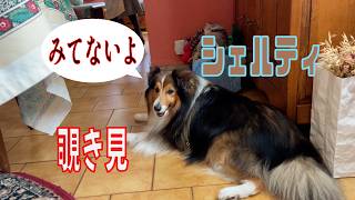 【シェルティ】覗き見【フランス田舎暮らし🇫🇷】#犬の散歩 #賢い犬 #犬のいる暮らし #シェルティ