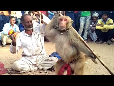 Haryanvi Bandar Bandariya Ka Khel || क्या कमाल का बंदर है | Comedy Video | Video From My Phone