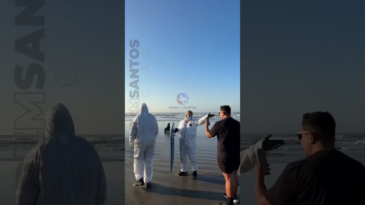 Lobo Marinho é devolvido ao mar após período de monitoramento em Praia Grande.