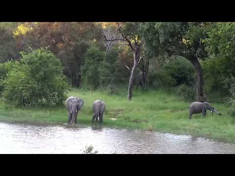 Djuma: Elephants scattered about feeding - 17:54 - 03/02/2023