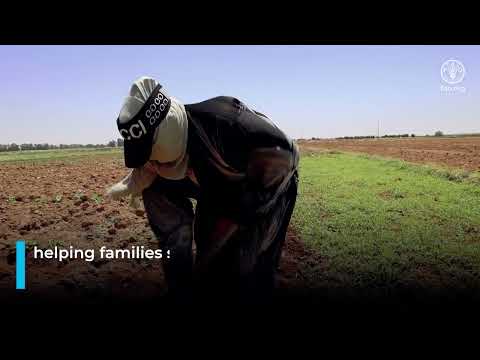 SHF and FAO helping farming families in Syria produce fresh vegetables