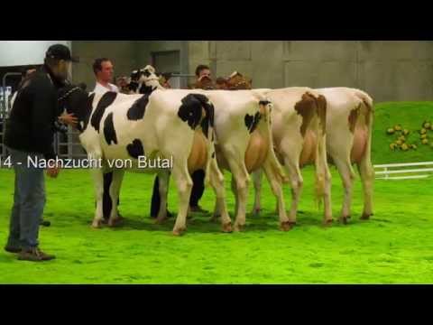RBW-Schau 2014 - Nachzucht von Butal (2)
