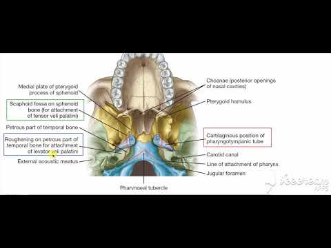 Levator veli palitini 2