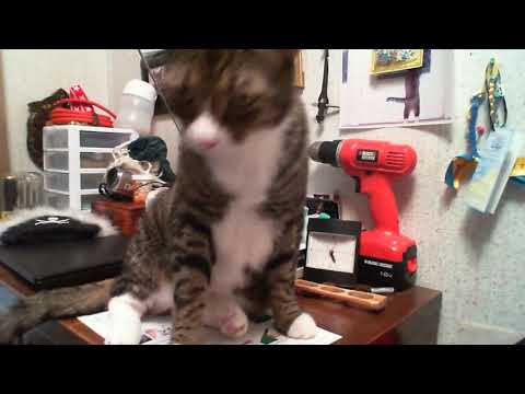 Misha Barks When He Wants My Attention