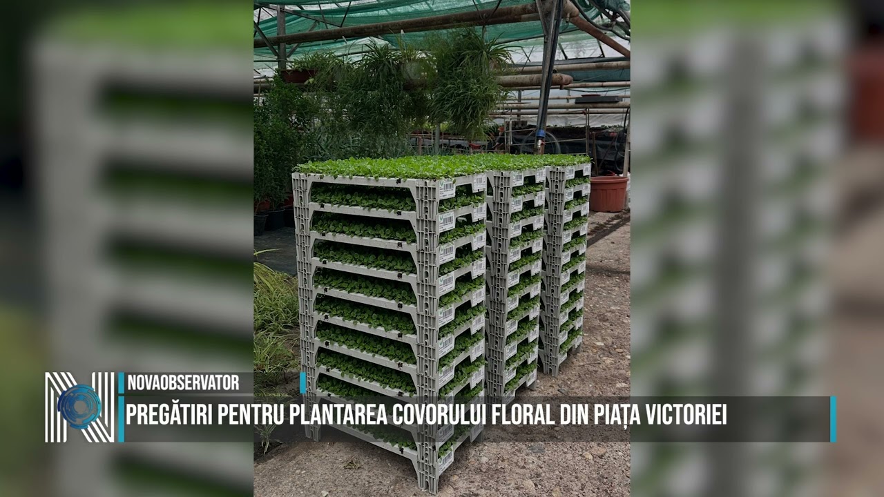 Pregătiri pentru plantarea covorului floral din Piața Victoriei