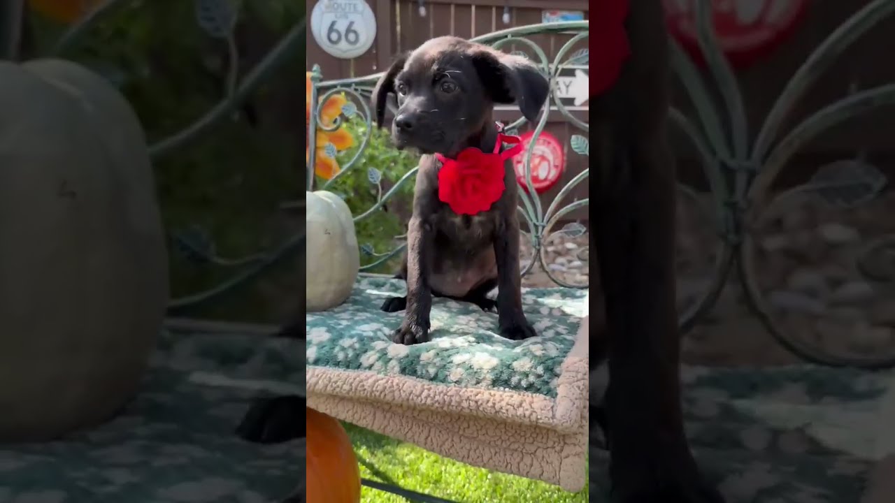 Enlarge Onyx, a Adoptable mixed breed in Frederick, MD video 2/6