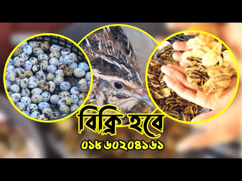 জিরো বয়সের বাচ্চা থেকে রানিং ডিম দেওয়া কোয়েল পাখি বিক্রি হবে
