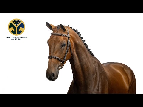 5 Somniator (Dominator Z x Padinus) gelding, 2022 - TYA 2025