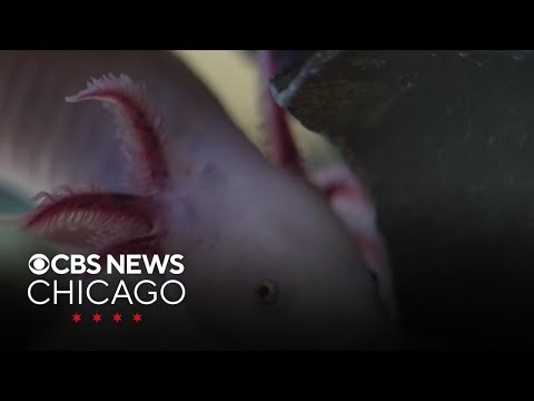 Little girl fights to save the axolotl