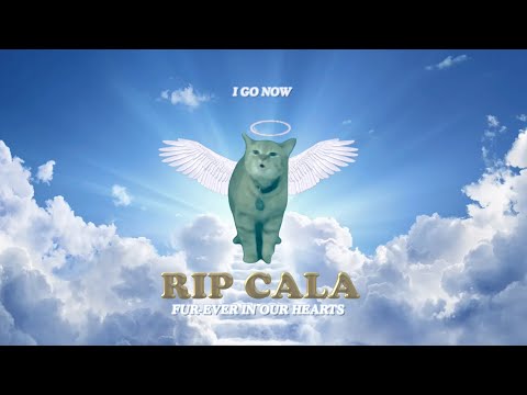 RIP CALA ????️ (I Go Meow Cat)