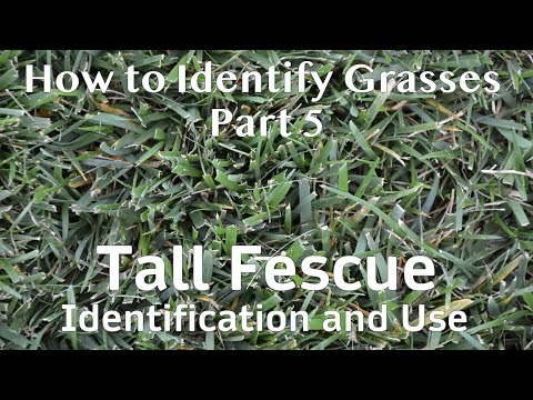 What Kind of Grass is on My Lawn? // Tall Fescue Identification and Use.