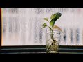 Snehithane Snehithane Romantic Bgm Whatsapp Status Alaipayuthe