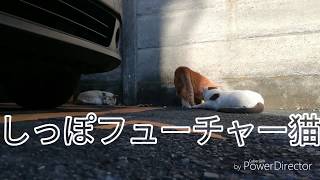 ドラマ「僕とシッポと神楽坂」手作りCM mqdefault - ドラマ「僕とシッポと神楽坂」手作りCM