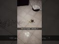 Who Wins: 100 Ants or Giant Spider?