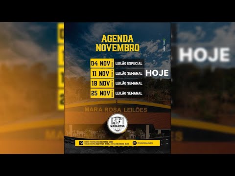MARA ROSA LEILÕES - GOIÁS - LEILÃO DE GADO DE CORTE 11/11/2025