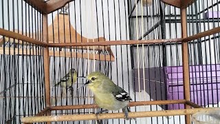 Download lagu EMOSI!..Sirtu jenis apapun pasti akan langsung ngamuk dengar gacornya sirtu ini. mp3