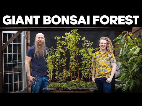 How To Make A Giant Bonsai Forest 🌳 *EASY*
