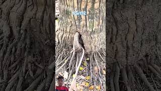 Download lagu #sot#soot#shorts#nature mp3
