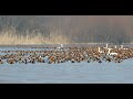 Ducks Geese Swans Winter Gatherings In The Danube Delta