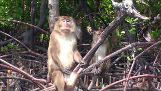LA MANGROVE DE KOH LANTA...