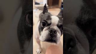 ママが起きてこなくてイライラする愛犬