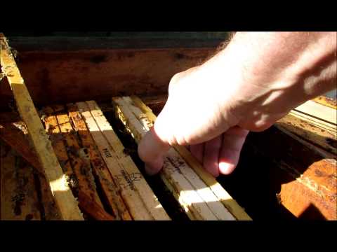Beekeeping Academy according to Siudalski Preparing the apiary for winter October 2014 SJS141230