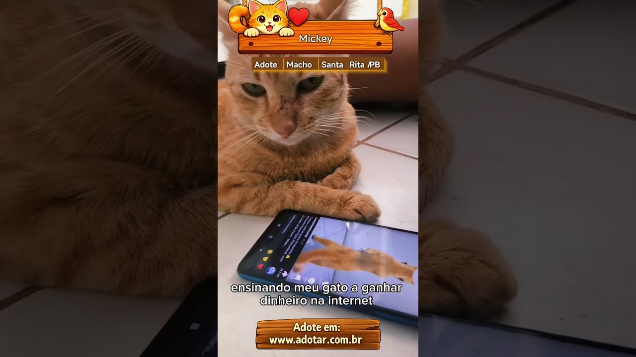 Gato raça SRD-ViraLata idade 2 anos nome Mickey 