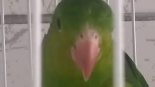 Louro Samuka pedindo rosquinha