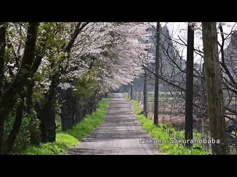 Sakura in Oita Bungoono Japan 2021
